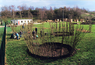 holzwurm weidenbau