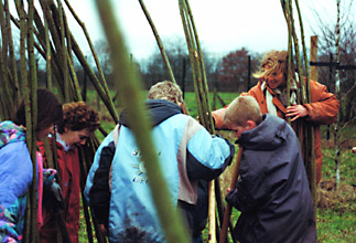 holzwurm weidenbau